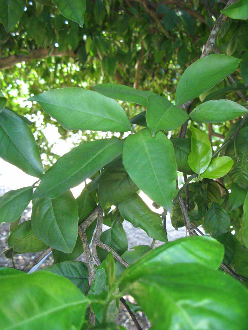              Shade leaves (Winter Haven, FL)       